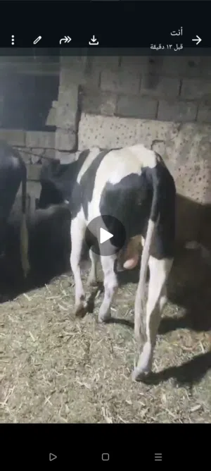 عجل للبيع مرتب خوش عجل للبيع معلوف براشله السعر خاص
