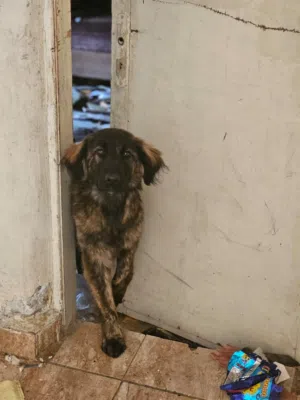 كلب للبيع امو جولدن و ابوه جيرمن لطيف و هادي عمرو 6 شهور للبيع