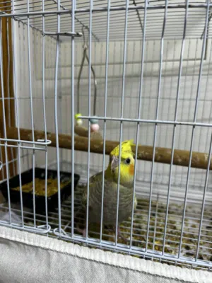 طير ببغاء كوكتيل مع القفص