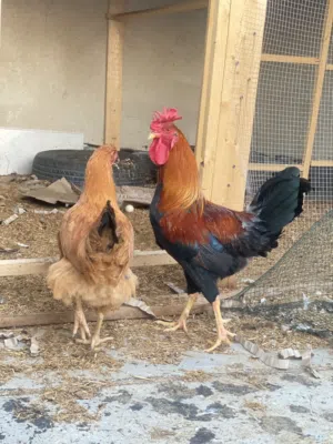 دجاج صحة ونشاط مع ديك وكتاكيت