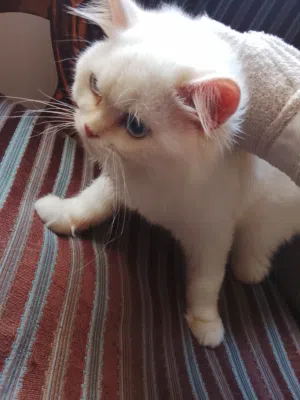 orange Himalayan-هملايا برتقالي