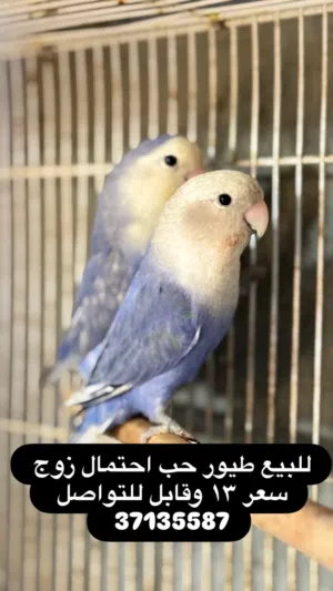 للبيع طيور حب