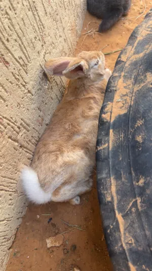 كوبيه الامانيه