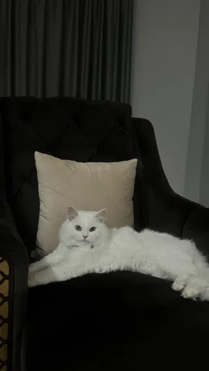 قطه شيرازيه أثنى للبيع