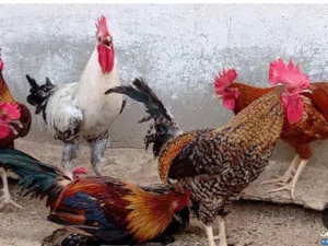 صيصان وديوك للبيع