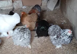 دحي دجاج استورالي تجميع متع اسبوعين