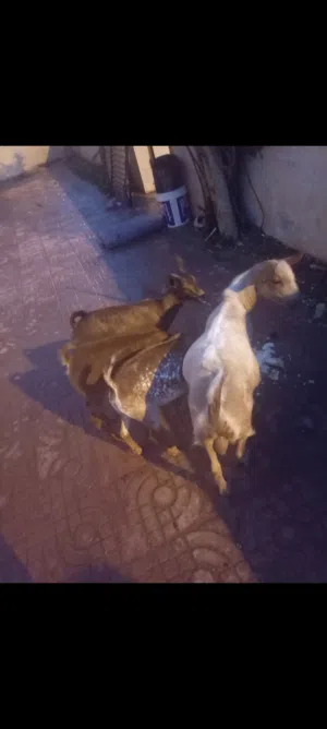 غنم للبيع محلية