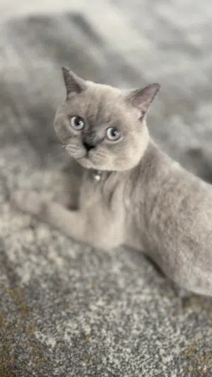 قطه Scottish Fold