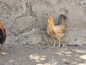 دجاج عماني للبيع