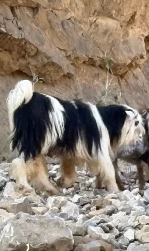 تيس رحبي اصل هديد حار على الحلال وأموره طيبه