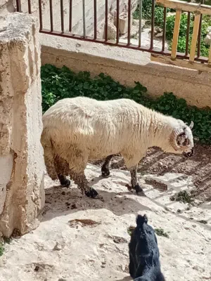 للبيع خاروف روماني وزن 65 كيلو