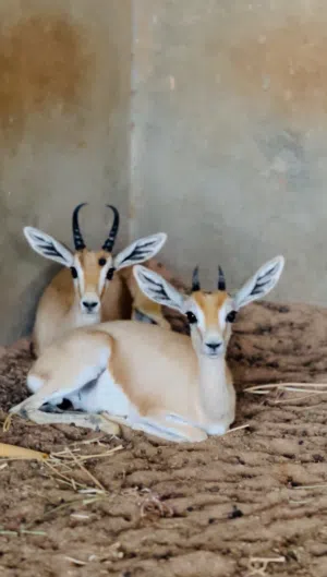 جدي غزال الريم