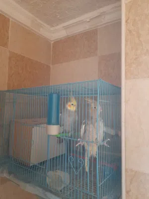 2 كوكتيل ذكر وانثى جاهزين 3 حباب حب للبيع كامل مع اغراضهم الموقع الزرقاء جبل حمز