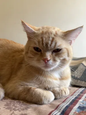 Cat for Adoption free