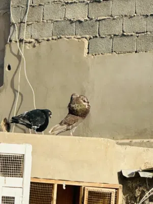 أنثى نفاخ الله يبارك