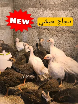 طيور نادرة الفزن و الدجاج و السمان و الحجل و الببغاوات. فصائل و أنواع مختلفة و نادرة(قابل للتفاوض)