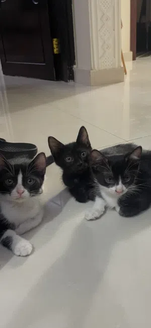 قطط للتبني 3 اشهر