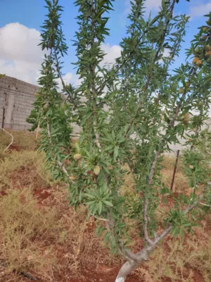 Studio Farms for Sale in Marj Other