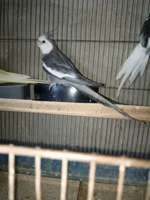 فحل كوكتيل وايت فيس جانبو تغريد نار للبيع دون قفص