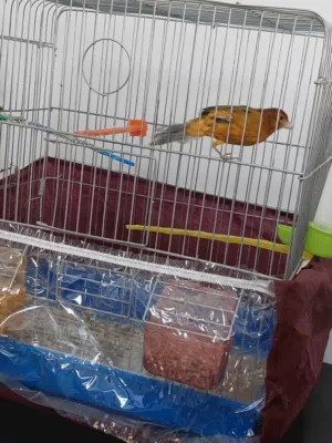 فحل كنار نحاسي للبيع