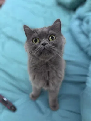 آش وبرنس للتبني اليفين ومدربين على اللتر بوكس Ash &prince for adoption, playful,litter box trained