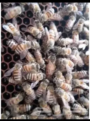 Honey0