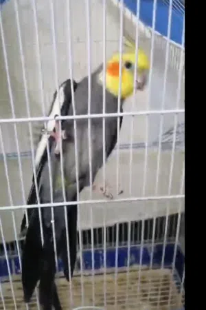 للبيع ذكر كوكتيل للإنتاج