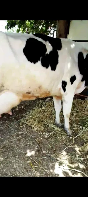 ‏أبقار‏0