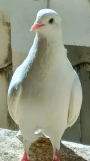 I have one fancy pigeon for sale, 5 BD only لدي حمامة زينة واحدة للبيع