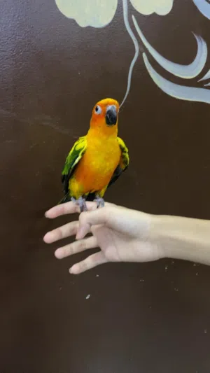 صن كنيور اليف للبيع