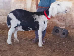 اذكر الله وصلي على النبي نعجه نجديه نخب أول سلاله نظيفه جدا جدا صحه وقطعه مده شراعه أم توم بالعاده
