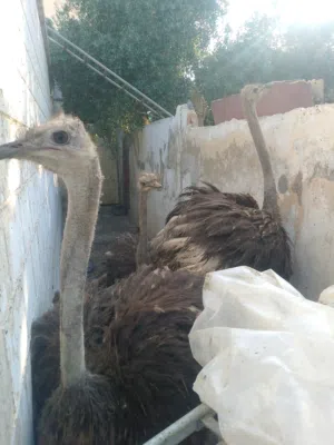 نعام افريقي للبيع