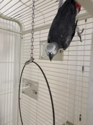 كاسكو  عمره ثمان سنين مع القفص