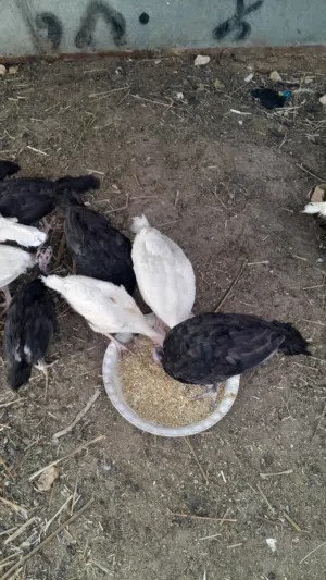 حبش للبيع 32 واحد