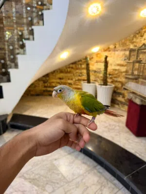 كنيور اليف ربة ذكر
