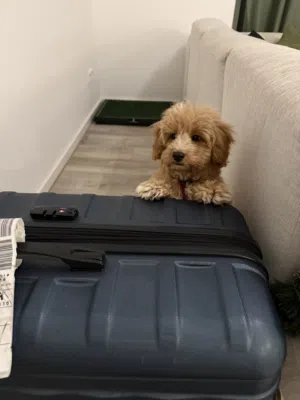 Maltipoo puppy 3 month جرو مالتيبو 3