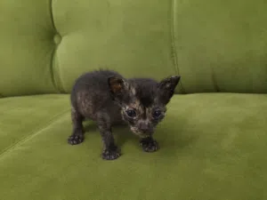 قطط رضيعة جميلة للتبني Beautiful baby kittens for adoption