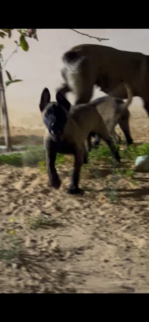 مالينوا للبيع