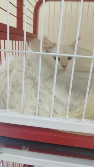 free adoption