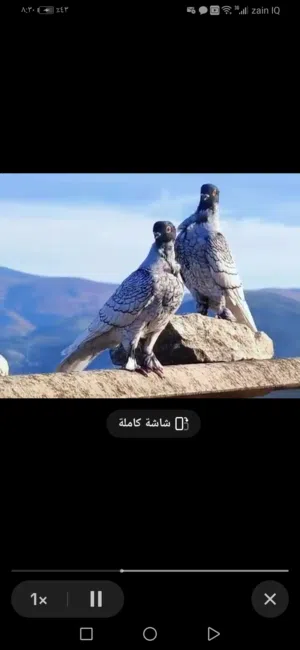 مطلوب حمام ستلايت الوان نادره ومطلوب فحل ابيض الوصف مهم