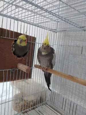 زوج كروان نظيف صحه جيده جدا