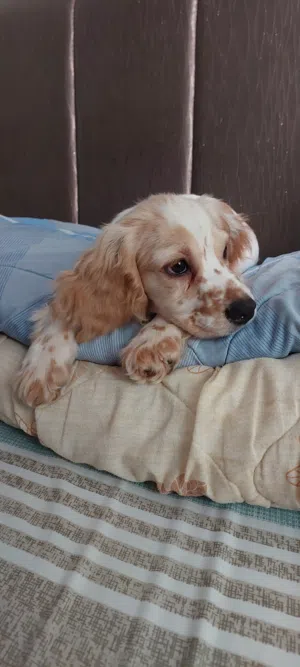 جرو اسبانيل كوكر Spaniel Cocker Puppy
