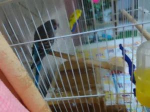 budgie parrot for sale