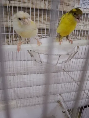للبيع مجموعة من الطيور