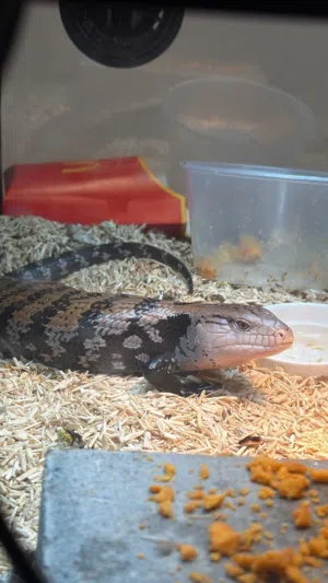 Adult Female Blue Tongue Skink