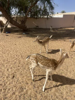 غزال فلودير للبيع ذكر