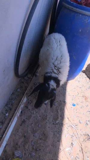السلام عليكم خروف ربي يبارك عمره من 3لي 4شهور خروف مشالله