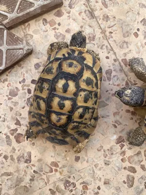 ‏سلاحف‏3