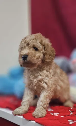 toy poodle male