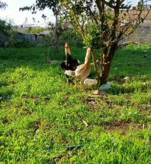 بيض  لتفقيس